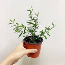올리브나무