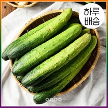 [온도씨] [하루배송]가락시장 백오이 1개, 상세 설명 참조