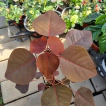 ﻿초코리프 / 유포르비아 코티니폴리아 (EuphorbiaCotinifolia)