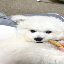 강아지 리얼 커피츄 커피나무 우드스틱 아기 새끼강아지 입질 혼자있을때 다녀올개, XXS