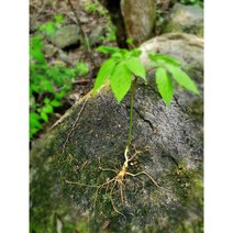 지리산산양삼 장뇌삼 함양산삼엑스포 면역력증강 산삼주 8년근 씨삼 4뿌리