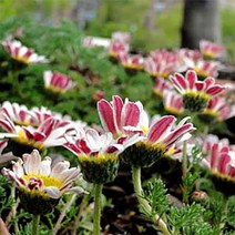 시즌플라워 [어린묘]허브-카모마일(모로코)