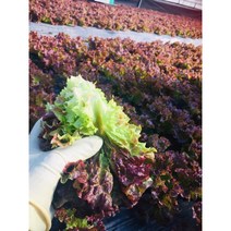 사시사철 꽃상추 산지직송 쌈채소 2kg 4kg