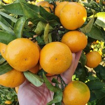 새콤달콤 과즙 가득 제주 노지 조생 감귤 3kg 5kg 10kg, 로얄과/10kg내외