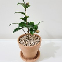 햇살농장 동백나무 동백꽃 필 무렵, 소형(살구색화분+받침), 1개