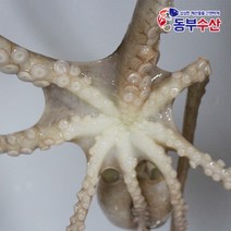 동부수산 살아있는 활낙지 산낙지 한마리 산소포장으로 생존율 up, 70g, 1개