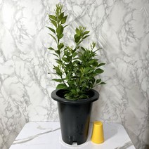 나만의화원 한라봉화분 한라봉나무 묘목 한라봉꽃