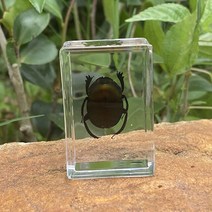 음성인식 ai 스피커 실제 곤충 표본 수지 동물 거미 다양한 게 전갈 풍뎅이 컬렉션 과학 어린이인지 장난, 09 12