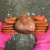 울진홍게 먼 바다조업 울진 후포 박달홍게 4kg자숙810마리 249271
