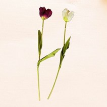르누아르 튤립 흰색 보라색 조화 장식용조화 집들이 선물 인테리어소품 / 색상 배송상품 : 하얀색 (식물/원예/건강/생활 추천)