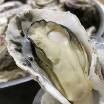 통영 사계절 석화굴4kg 2인분 찜구이 캠핑음식 굴찜 굴구이, 석화4kg, 1개