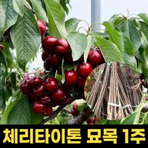 체리 타이톤 묘목 체라묘목 과일나무 1주 라핀 조경수, 1개