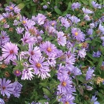 [슬기로운아이템] 조경수 벌개미취 포트 야생화, SSS[상품_상품선택]SSS