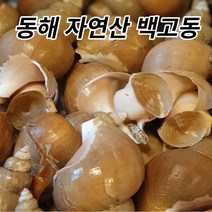 국내산 자연산 동해 활 생물 백고동 1kg(산소포장) 소 중 대 1kg 20 30 40 50 미 조업 산지직송, 자연산 백고동 소 1kg(산소포장/40/50미)