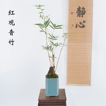 솔리드 내열내한실내 선의서재 정원 발코니 차실내 대나무인테리어, C01-냄비 식물, T15-홍관음죽 4-6봉 높이 약