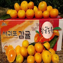 [황금농원] 쿠팡 조생귤 출하 무조건 당일발송, 1box, 10kg중대과(L-2L)