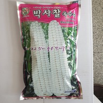 박사찰옥수수 씨앗 2500립