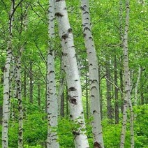 자작나무 잭큐몬티 화분 h0.9m-1.0m전후 조경수, 1개