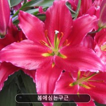 봄에심는구근 구근/백합구근 바카디 2구