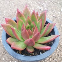 [수암다육] 몰게인 랜덤발송 Echeveria agavoides Morgain 다육 다육이 다육식물 국민다육 다육이키우기 선인장 플랜테리어 미니선인장, 1개