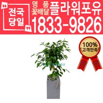 킹벤자민 개업화분 개업선물 배달 이사 실내공기정화