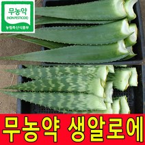 친환경 무농약인증 생알로에 알로에베라 5kg 사포나리아 4kg 생잎 농장직송, 1박스, 알로에베라2kg