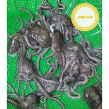 직접 잡은 목포 뻘낙지 (소 중소)10마리 산낙지탕탕이 산소포장, (중소) 10마리