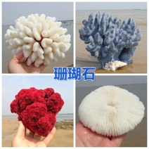 철갑상어키우기 구피암컷 베타암컷 천연 산호 화초 돌패각 소라껍데기 조경 가구 장식, 21 곤색