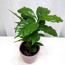 커피나무 관엽 실내 인테리어 공기정화 식물 생화 핑크화분, 단품
