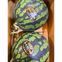 금화)고당도 하우스 수박 5.5kg / 11kg