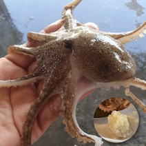 산지직송 국산 활 주꾸미 국내산 알배기 생물 알 쭈꾸미 생쭈구미 빙장포장 당일조업, 활주꾸미 1kg, 1개