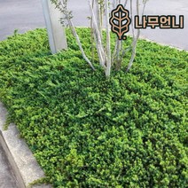 좀눈향 선좀눈향 상록수 정원수 조경수 나무언니, 좀눈향 4치포트 (5개묶음)