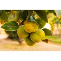 [2023햇단감] 고당도 프리미엄 국내산 햇 태추 단감 배감 배단감 태추감, 2kg(9과이내), 1개