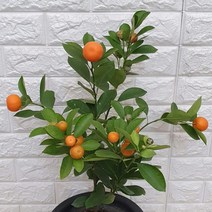 유주나무52, 1개