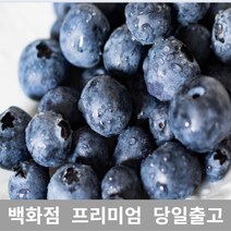 (특등급) 오늘출고 생블루베리1KG 블루베리 요즘과일, 제이캐슬 1KG, 제이캐슬 본상품선택