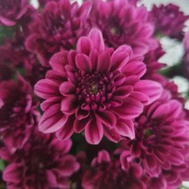 소국 (국화) - 장미소국 / 고속터미널꽃시장 꽃도매 서리풀플라워