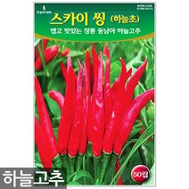 왜성적피 강낭콩 씨앗 30g - 콩씨 콩씨앗 씨 강낭콩씨 빨간강낭콩 붉은강낭콩씨앗 씨 강낭콩씨앗 주말농장 텃밭, 06_스카이씽하늘고추(50립)