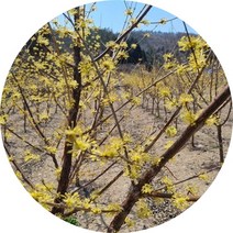 산수유나무 성목 결실주, 1개