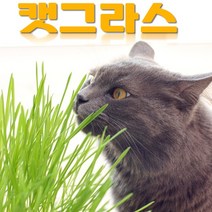 캣그라스 고양이풀 고양이 귀리 밀 보리 고양이 간식, 새싹 귀리 (50g)