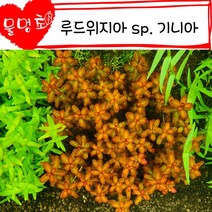 [물멍초] 아담하고 귀여운 꽃망울 루드위지아 sp. 기니아 7촉