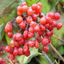 백당나무(왜성종) 9치포트 나무 D515