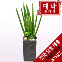 대박플라워 스투키 개업화분 집들이 인테리어 공기정화식물 관엽식물 꽃배달