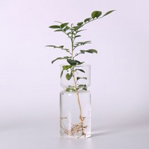 수경재배화분 홈가드닝 화병 허브키우기 히아신스 홈 장식 꽃병 풍경 크리스탈 수경 용기수경재배포트
