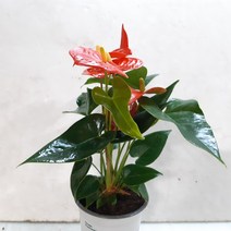 공기정화식물로 좋은 안시리움