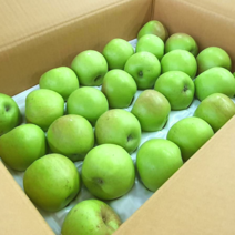 산지직송 경북 새콤달콤 가정용 햇 아오리사과 1박스 10kg