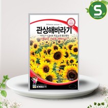 관상해바라기 씨앗 10립 일년생 관상용 꽃씨앗 종자, 단품
