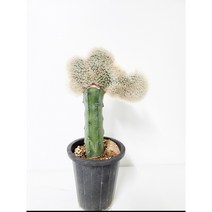 밍크선인장 중품 백섬철화 용신목 접목 [박씨농원], 1개