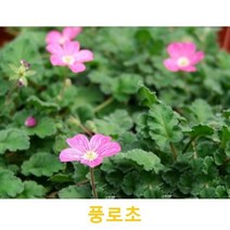 초화식물/야생화 풍로초 화분모종 4개(L0043)