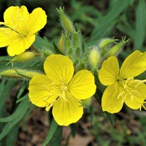 시즌플라워 [초화류]황금낮달맞이(향달맞이) 3개셋트, 3개