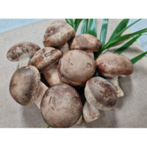 [매일농산] 송고버섯 1kg 친환경 무농약 (추재2호), 상급형
